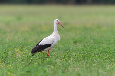 Beyaz leylek Ciconia Alsace, Fransa 'da yeşil bir çayırda