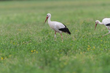 Beyaz leylek Ciconia Alsace, Fransa 'da yeşil bir çayırda