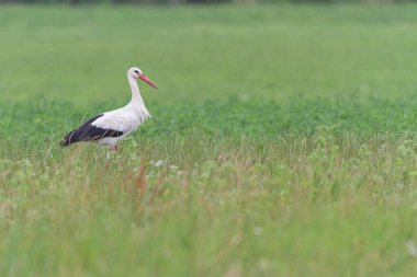 Beyaz leylek Ciconia Alsace, Fransa 'da yeşil bir çayırda