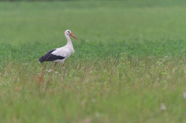 Beyaz leylek Ciconia Alsace, Fransa 'da yeşil bir çayırda