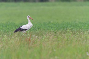 Beyaz leylek Ciconia Alsace, Fransa 'da yeşil bir çayırda