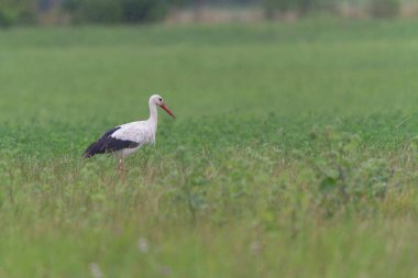 Beyaz leylek Ciconia Alsace, Fransa 'da yeşil bir çayırda