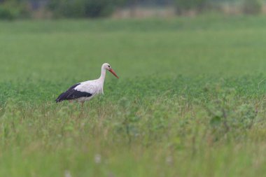 Beyaz leylek Ciconia Alsace, Fransa 'da yeşil bir çayırda