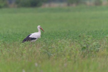 Beyaz leylek Ciconia Alsace, Fransa 'da yeşil bir çayırda
