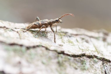 Cerambycidae Longhorn-Beetle Rhagium Dalkavuğu kabukta oturuyor.