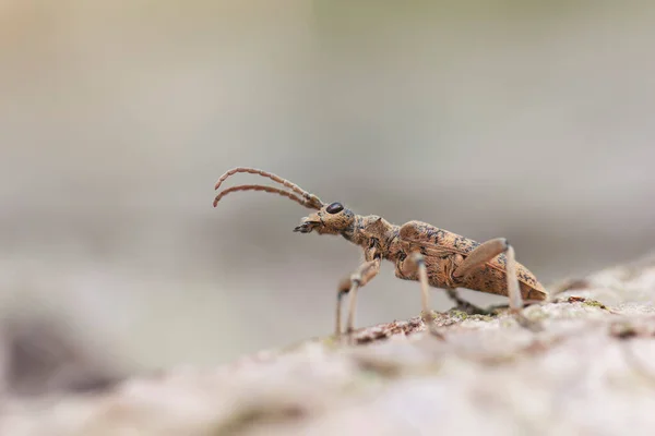 Cerambycidae Longhorn Brouk Rhagium Sycophanta Sedí Kůře Zblízka — Stock fotografie