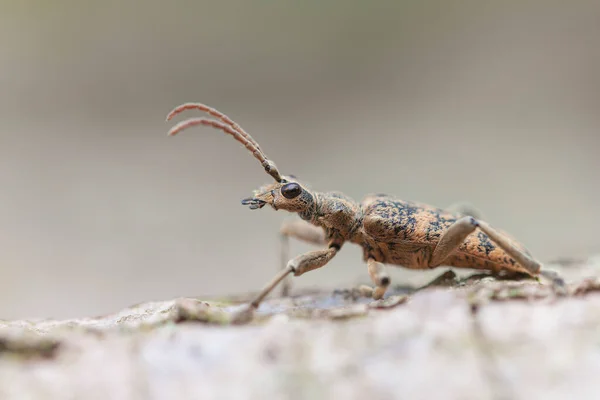 Cerambycidae Longhorn Brouk Rhagium Sycophanta Sedí Kůře Zblízka — Stock fotografie