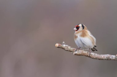 Avrupalı Goldfinch Carduelis carduelis devedikeni veya dal üzerine tünemiştir