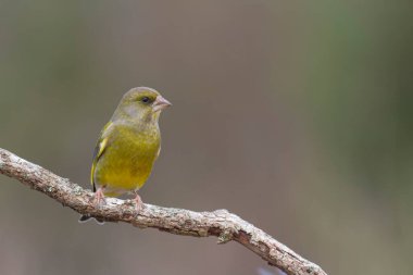 Avrupalı Goldfinch Carduelis carduelis devedikeni veya dal üzerine tünemiştir