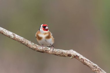 Avrupalı Goldfinch Carduelis carduelis devedikeni veya dal üzerine tünemiştir