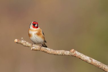 Avrupalı Goldfinch Carduelis carduelis devedikeni veya dal üzerine tünemiştir