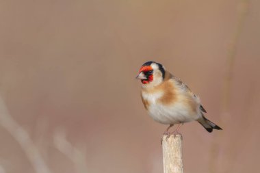 Avrupalı Goldfinch Carduelis carduelis devedikeni veya dal üzerine tünemiştir
