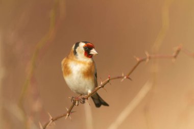 Avrupalı Goldfinch Carduelis carduelis devedikeni veya dal üzerine tünemiştir