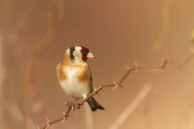 Avrupalı Goldfinch Carduelis carduelis devedikeni veya dal üzerine tünemiştir