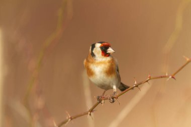 Avrupalı Goldfinch Carduelis carduelis devedikeni veya dal üzerine tünemiştir