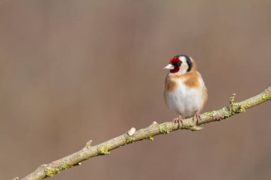 Avrupalı Goldfinch Carduelis carduelis devedikeni veya dal üzerine tünemiştir