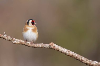 Avrupalı Goldfinch Carduelis carduelis devedikeni veya dal üzerine tünemiştir