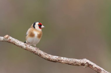 Avrupalı Goldfinch Carduelis carduelis devedikeni veya dal üzerine tünemiştir