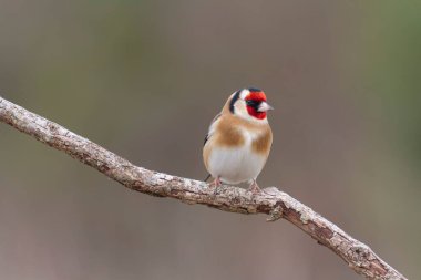 Avrupalı Goldfinch Carduelis carduelis devedikeni veya dal üzerine tünemiştir