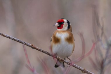 Avrupalı Goldfinch Carduelis carduelis devedikeni veya dal üzerine tünemiştir
