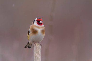 Avrupalı Goldfinch Carduelis carduelis devedikeni veya dal üzerine tünemiştir
