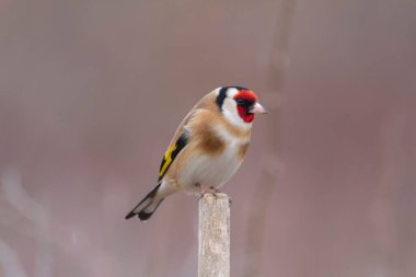 Avrupalı Goldfinch Carduelis carduelis devedikeni veya dal üzerine tünemiştir