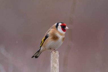 Avrupalı Goldfinch Carduelis carduelis devedikeni veya dal üzerine tünemiştir