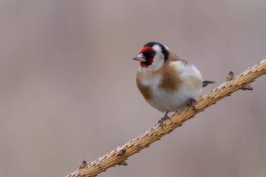 Avrupalı Goldfinch Carduelis carduelis devedikeni veya dal üzerine tünemiştir