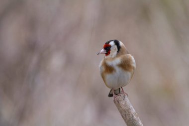 Avrupalı Goldfinch Carduelis carduelis devedikeni veya dal üzerine tünemiştir