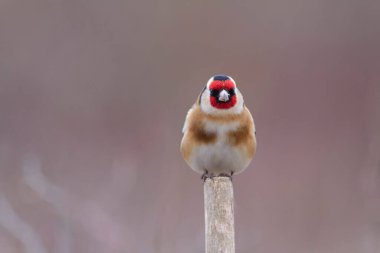 Avrupalı Goldfinch Carduelis carduelis devedikeni veya dal üzerine tünemiştir