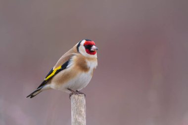 Avrupalı Goldfinch Carduelis carduelis devedikeni veya dal üzerine tünemiştir