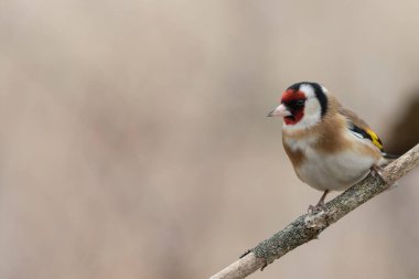 Avrupalı Goldfinch Carduelis carduelis devedikeni veya dal üzerine tünemiştir