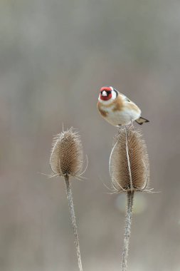 Avrupalı Goldfinch Carduelis carduelis devedikeni veya dal üzerine tünemiştir