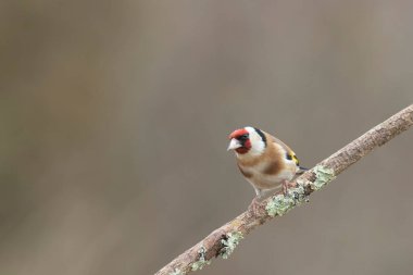 Avrupalı Goldfinch Carduelis carduelis devedikeni veya dal üzerine tünemiştir