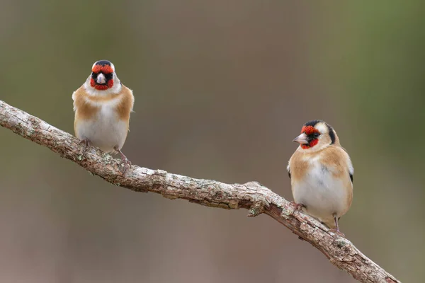 Avrupalı Goldfinch Carduelis Carduelis Devedikeni Veya Dal Üzerine Tünemiştir — Stok fotoğraf