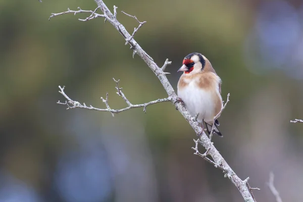Avrupalı Goldfinch Carduelis Carduelis Devedikeni Veya Dal Üzerine Tünemiştir — Stok fotoğraf