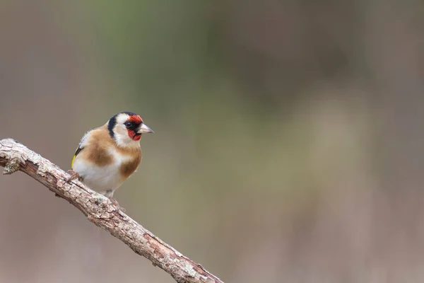 Europeu Goldfinch Carduelis Carduelis Empoleirado Cardo Galho — Fotografia de Stock