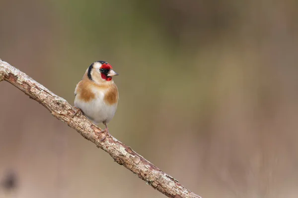 European Goldfinch Carduelis Carduelis Perched Thistle Twig — Stock Photo, Image
