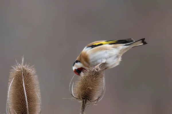 Europeu Goldfinch Carduelis Carduelis Empoleirado Cardo Galho — Fotografia de Stock
