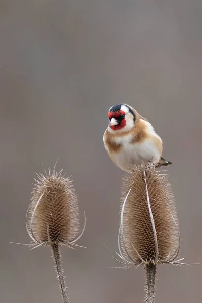 European Goldfinch Carduelis Carduelis Будяку Або Гілочці — стокове фото