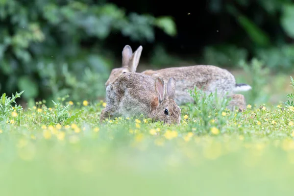 欧洲兔子Oryctolagus Cuniculus在草地上近距离放牧 — 图库照片