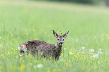 Avrupa Roe-Deer Capreolus Capreolus yakın planda bir çayırda otluyor