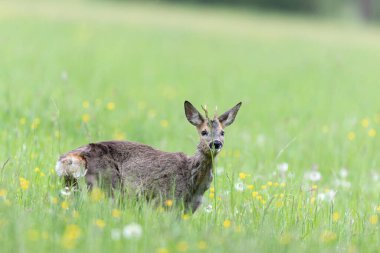 Avrupa Roe-Deer Capreolus Capreolus yakın planda bir çayırda otluyor
