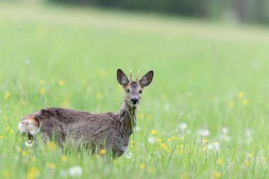Avrupa Roe-Deer Capreolus Capreolus yakın planda bir çayırda otluyor