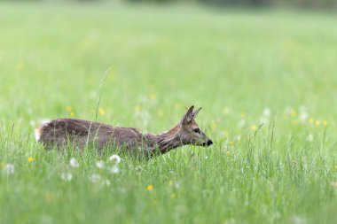 Avrupa Roe-Deer Capreolus Capreolus yakın planda bir çayırda otluyor