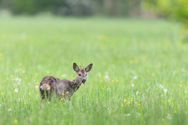 Avrupa Roe-Deer Capreolus Capreolus yakın planda bir çayırda otluyor