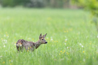 Avrupa Roe-Deer Capreolus Capreolus yakın planda bir çayırda otluyor