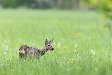 Avrupa Roe-Deer Capreolus Capreolus yakın planda bir çayırda otluyor