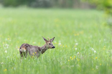 Avrupa Roe-Deer Capreolus Capreolus yakın planda bir çayırda otluyor