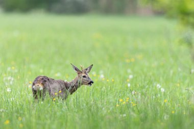 Avrupa Roe-Deer Capreolus Capreolus yakın planda bir çayırda otluyor